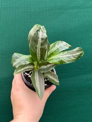 Schismatoglottis motteyana NEW