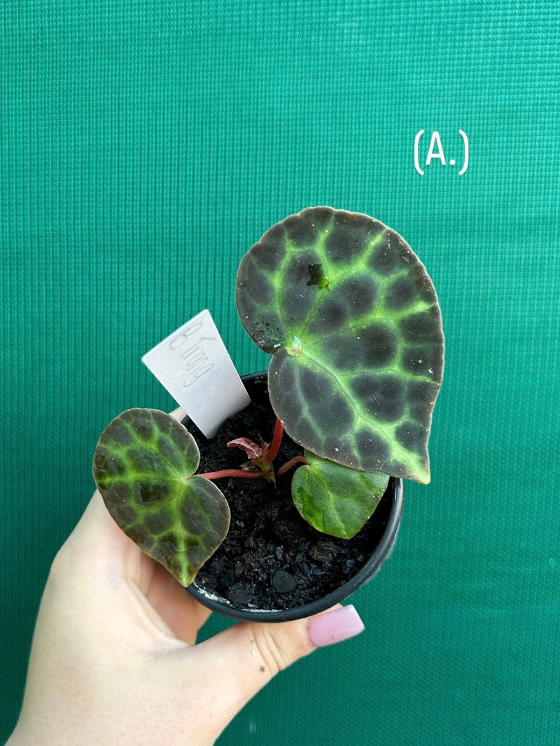 Begonia trang
