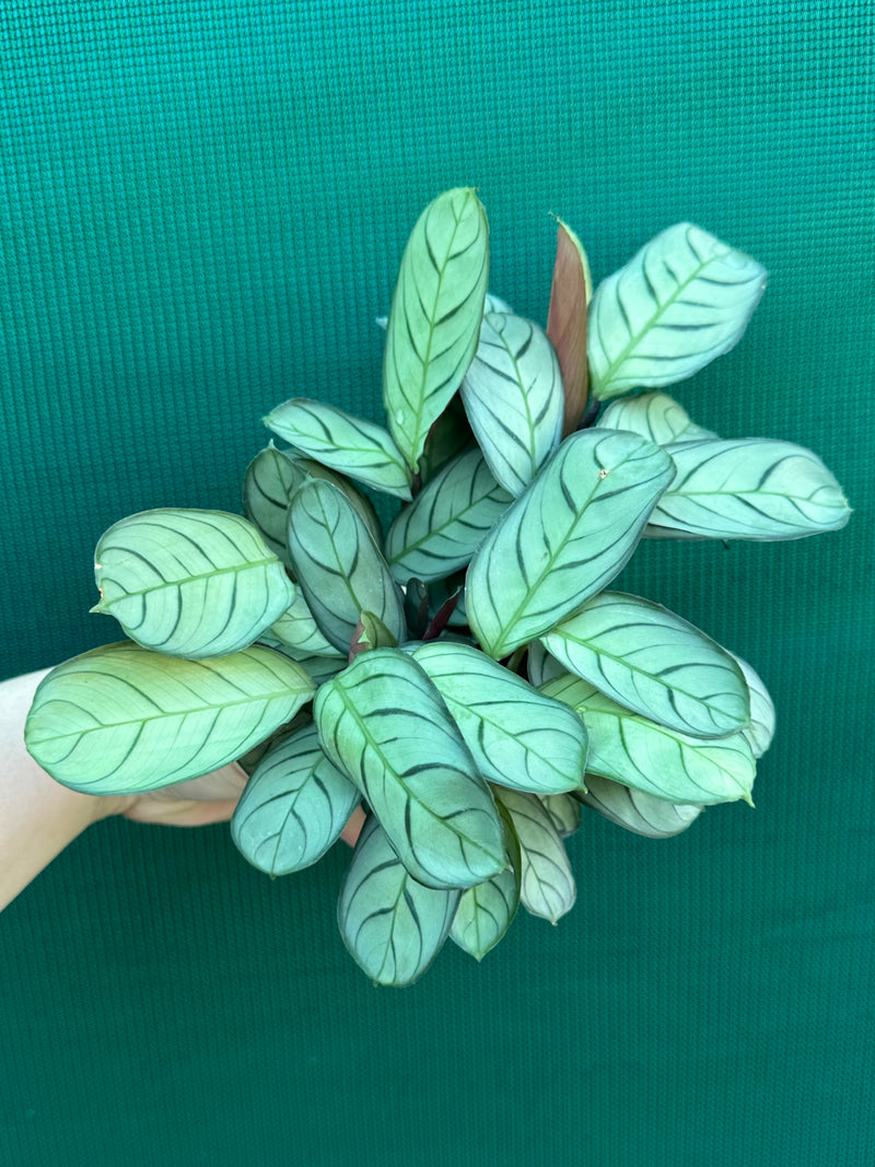 Ctnenanthe ‘Amagris’