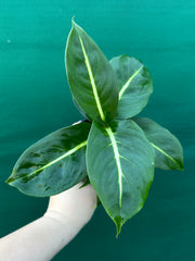 Dieffenbachia ‘Green Magic’ NEW