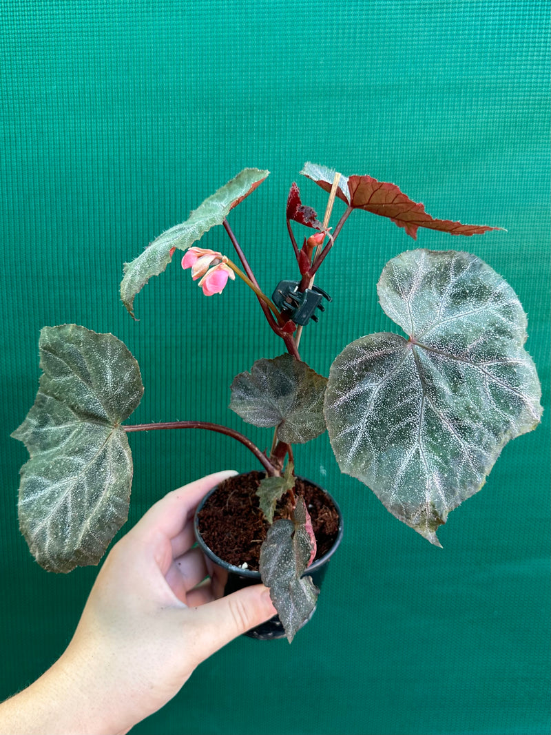 Begonia ‘Robyn’