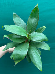 Cordyline fruticosa ‘Stacey’ NEW
