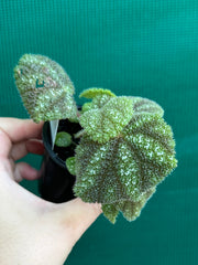 Begonia kui