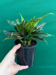 Aglaonema ‘Pink Dalmation’