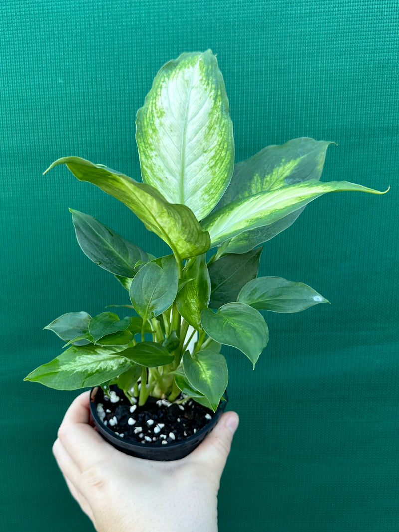 Dieffenbachia ‘Camille’ NEW