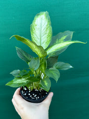 Dieffenbachia ‘Camille’ NEW