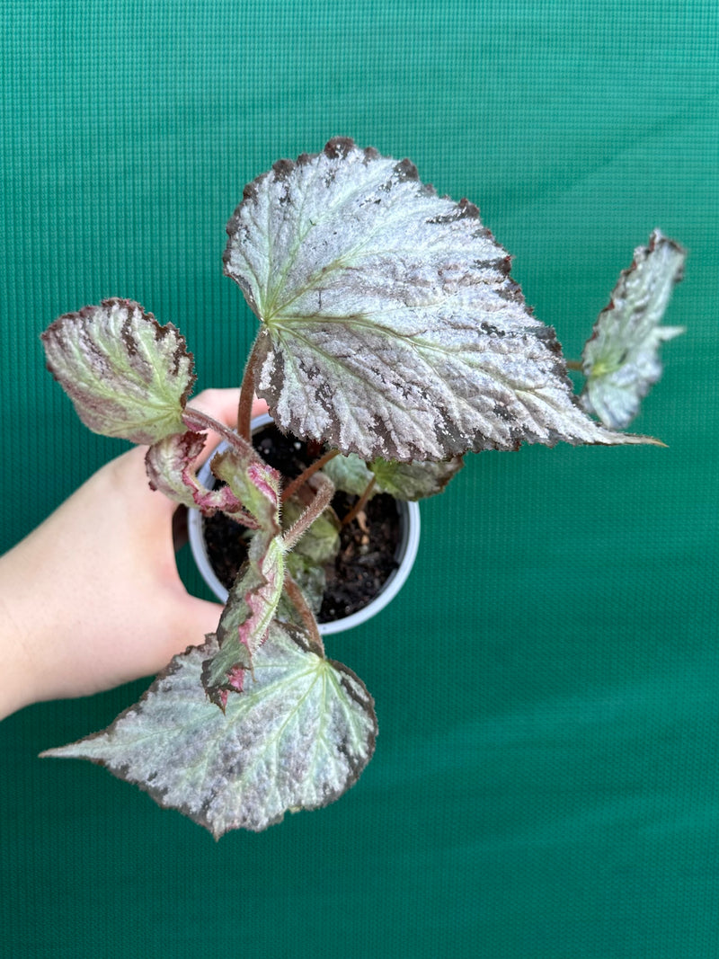 Begonia ‘Blanche’