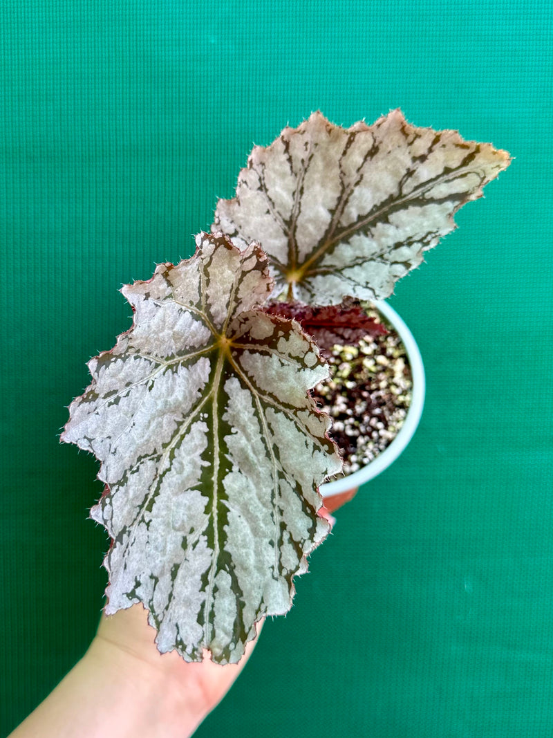 Begonia Rex ‘Silver White’
