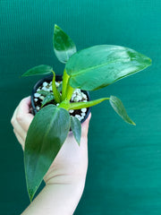 Philodendron ‘Martianum’ NEW