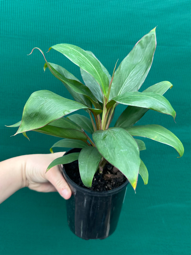 Cordyline fruticosa ‘Stacey’ NEW