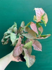 Syngonium ‘Beauty’