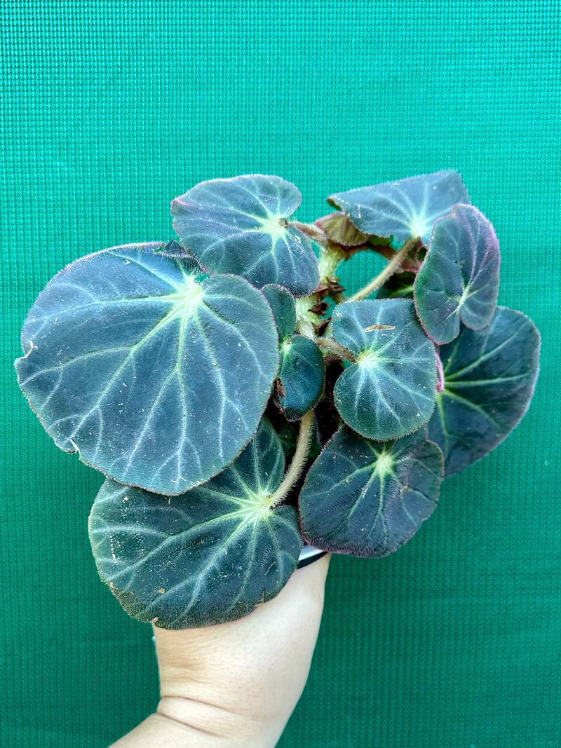 Begonia subacida (sp. Brazil)