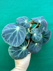 Begonia subacida (sp. Brazil)