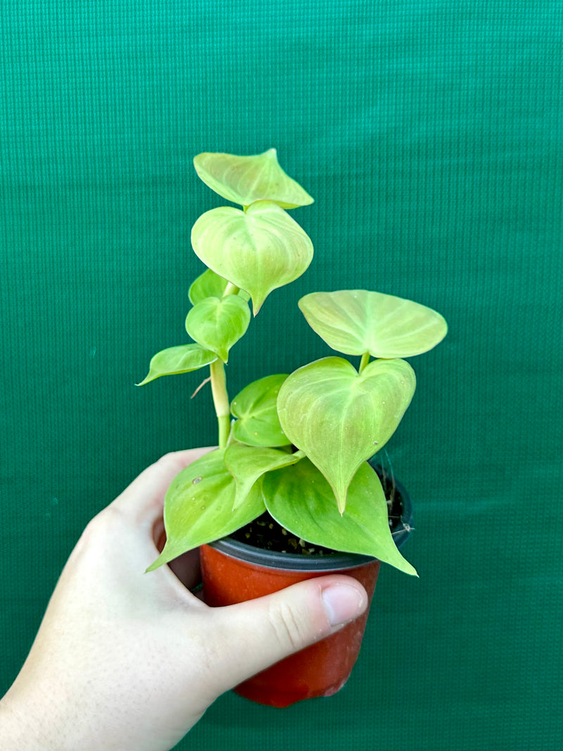 Philodendron Camposportoanum