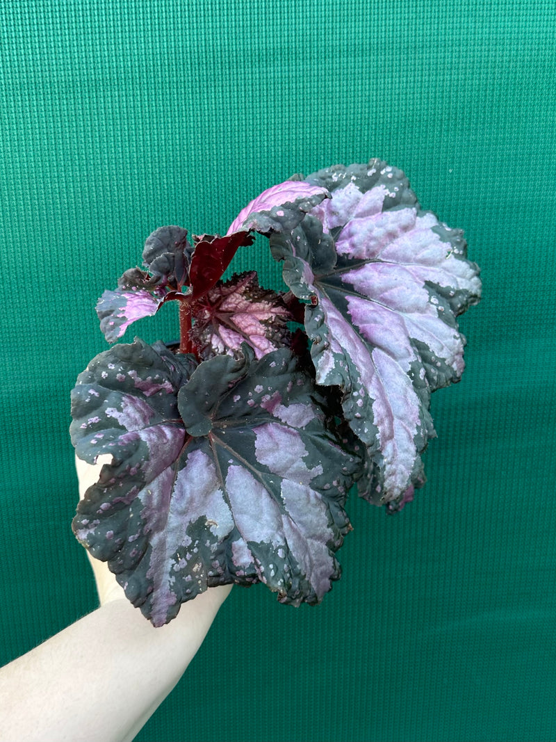 Begonia ‘Twisted Sister’