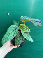 Anthurium luxurians x radicans