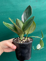 Schindapsus Treubii Dark Form