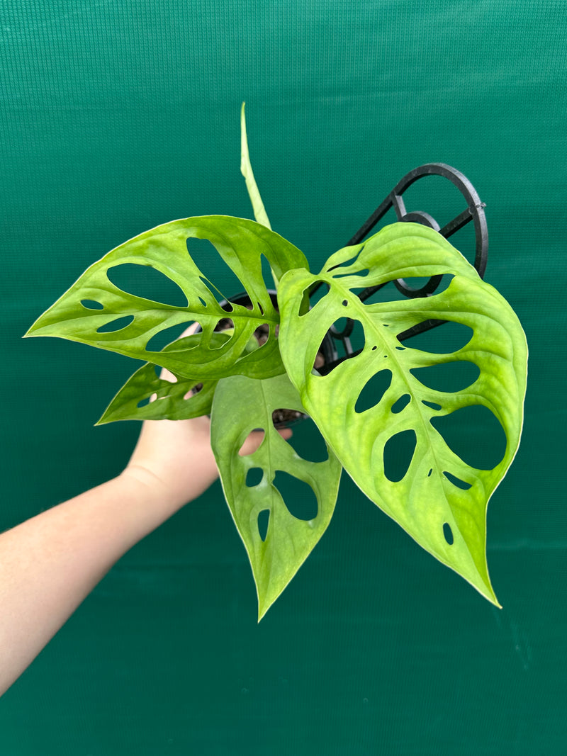 monstera epipremnoides Monstera epipremnoides