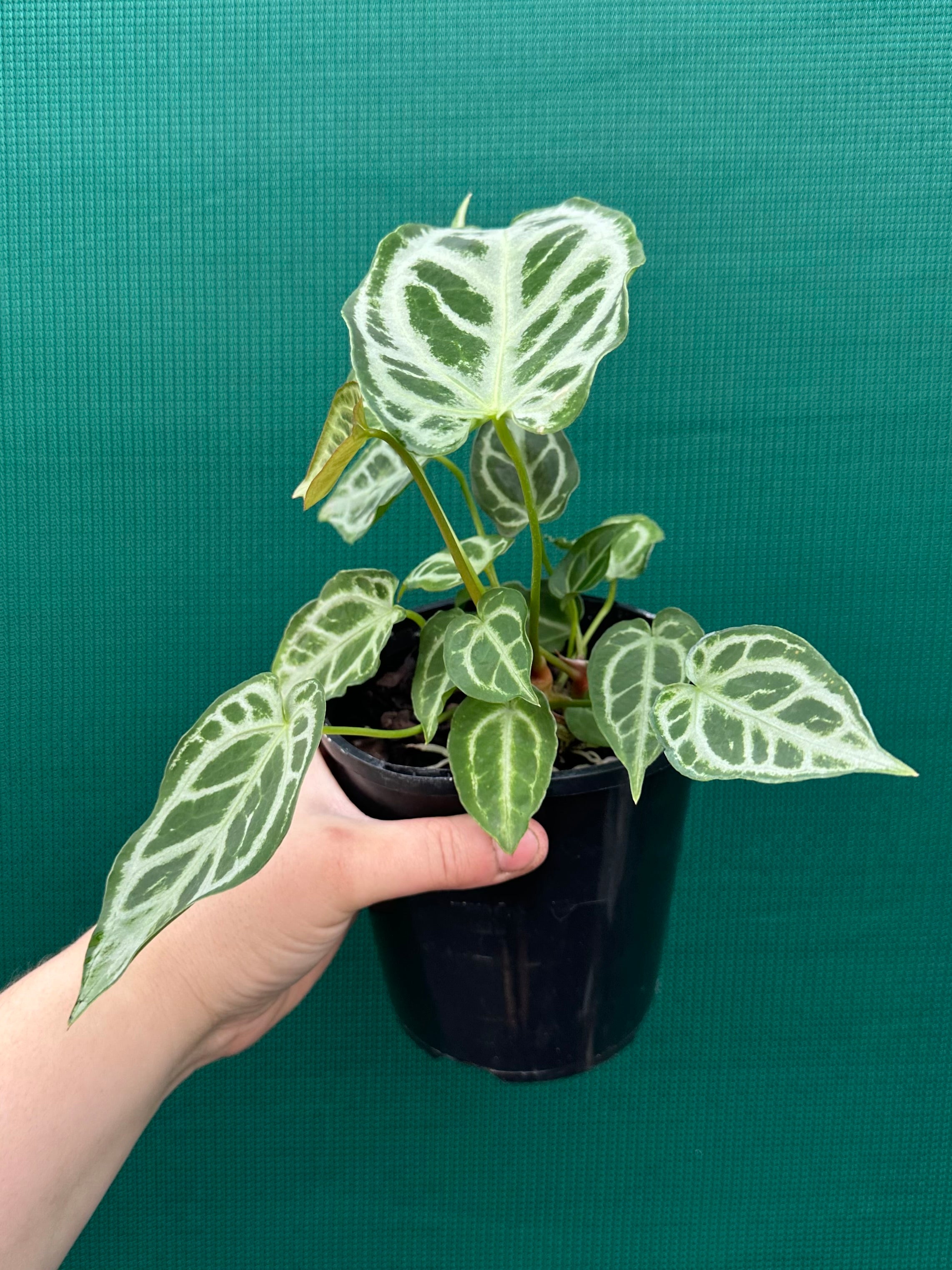 anthurium crystal hope Anthurium Crystallinum ‘Hope Silver’ NEW