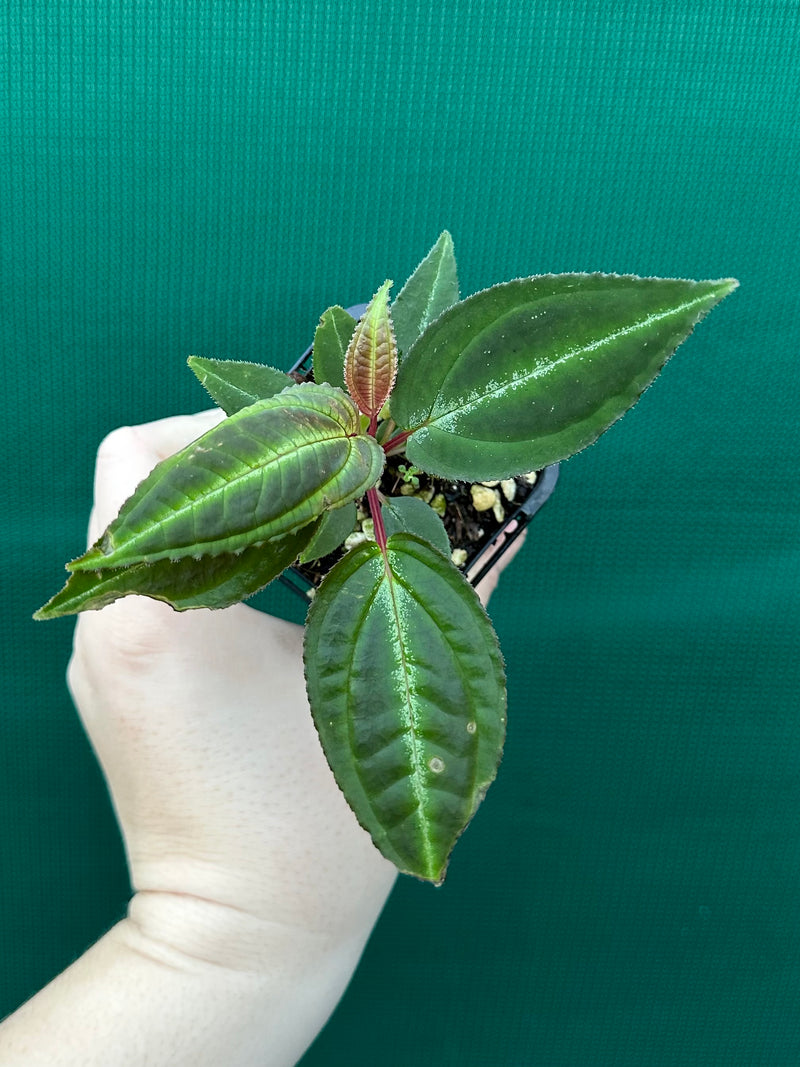 Monolena primuliflora NEW
