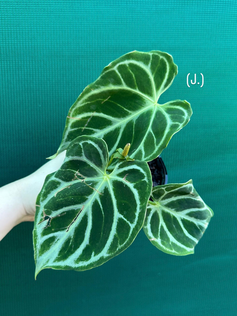 Anthurium crystallinum hybrid NEW