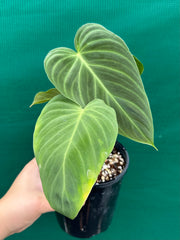 Philodendron ‘Splendid’