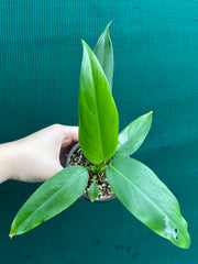 Philodendron ‘Domesticum’