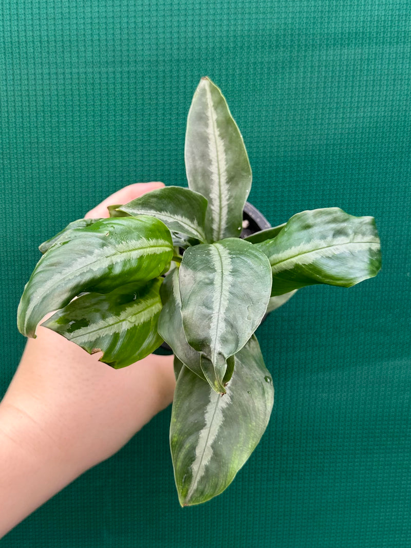 Schismatoglottis motteyana NEW