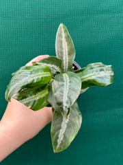 Schismatoglottis motteyana NEW