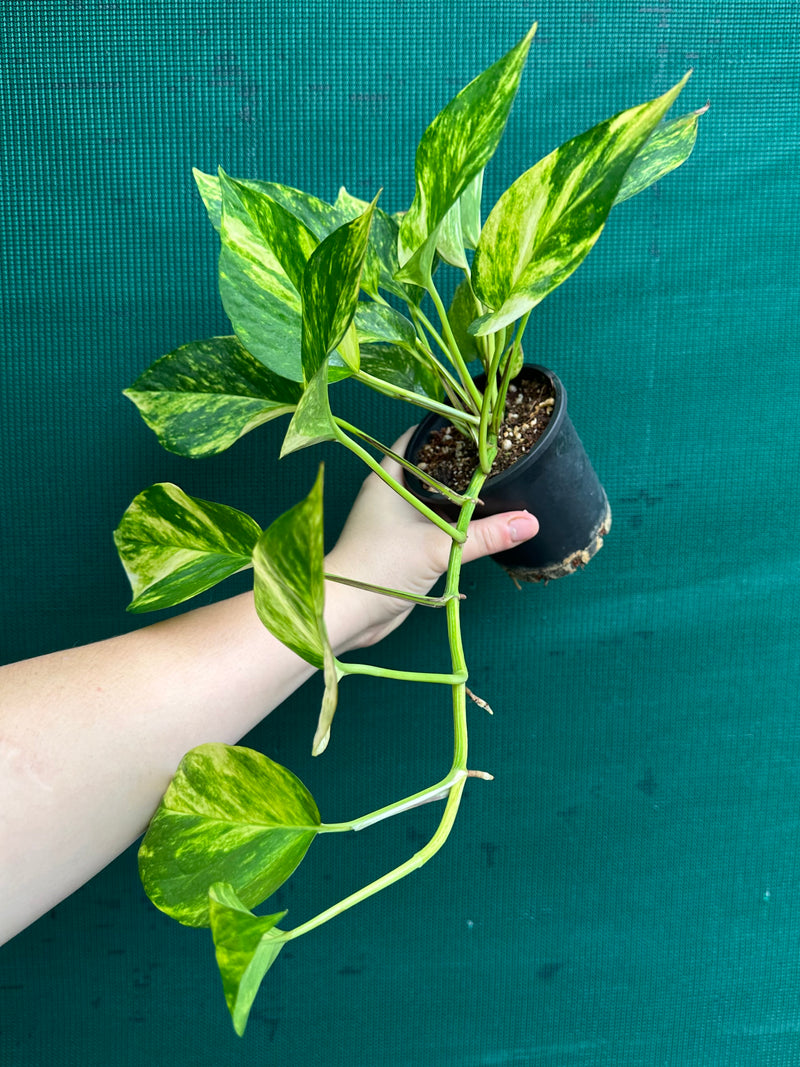 Pothos 'Golden'