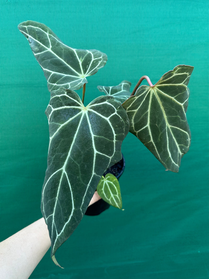 Anthurium crystallinum x papillilaminum | Aroids Australia