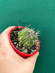 Stenocactus