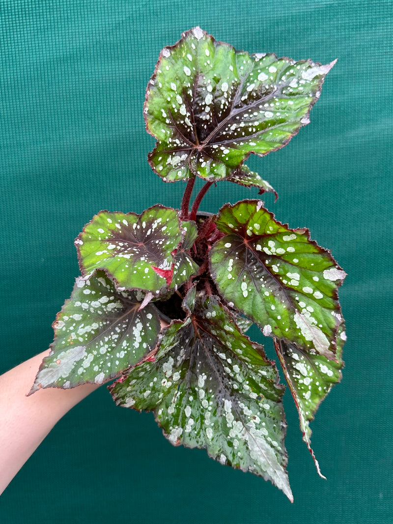 Begonia NOID 66