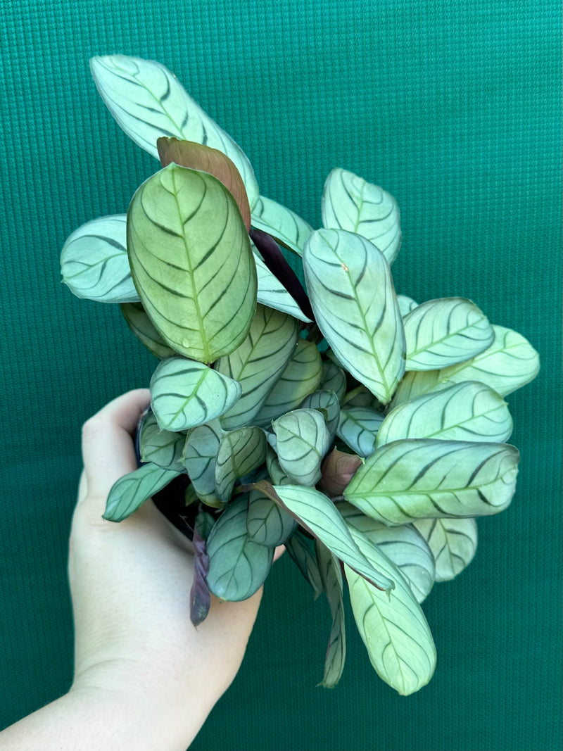 Ctnenanthe ‘Amagris’