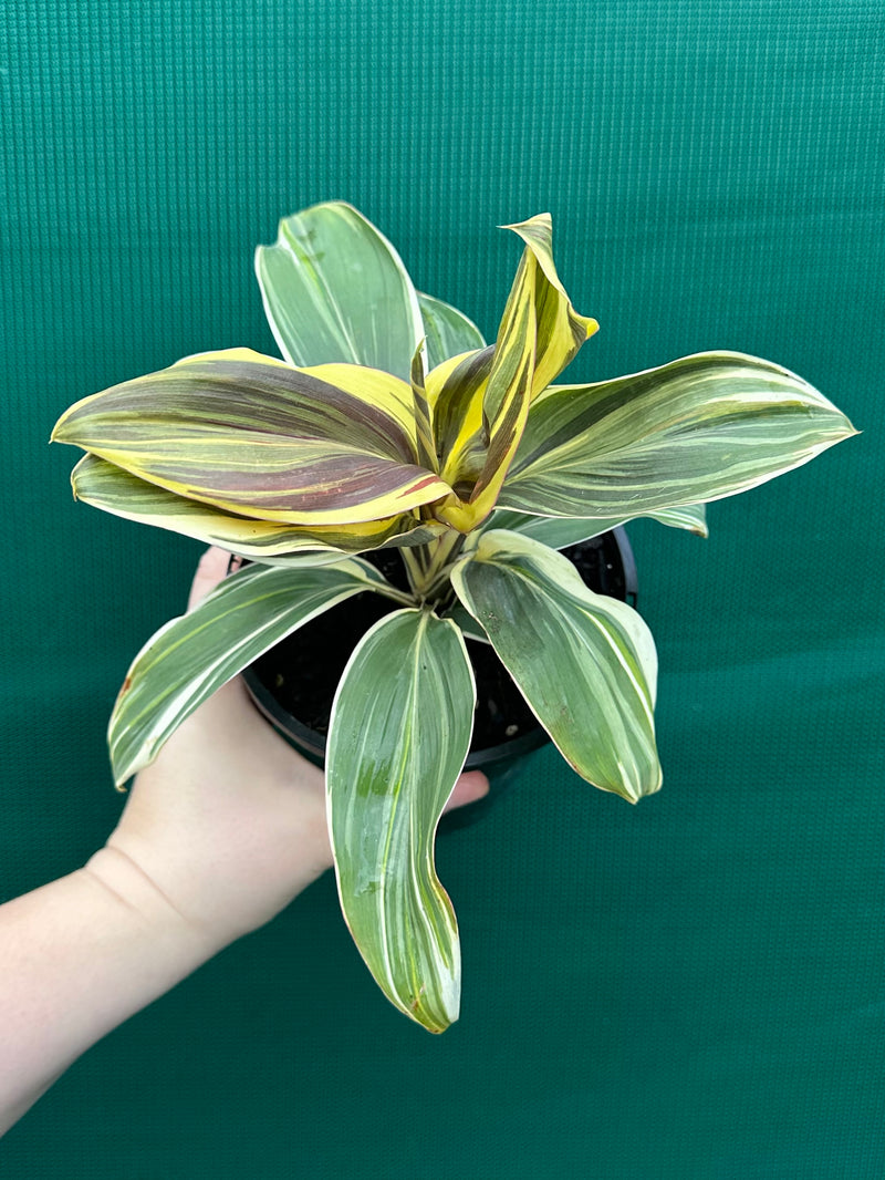Cordyline fruticosa ‘Miss Andrea’ NEW