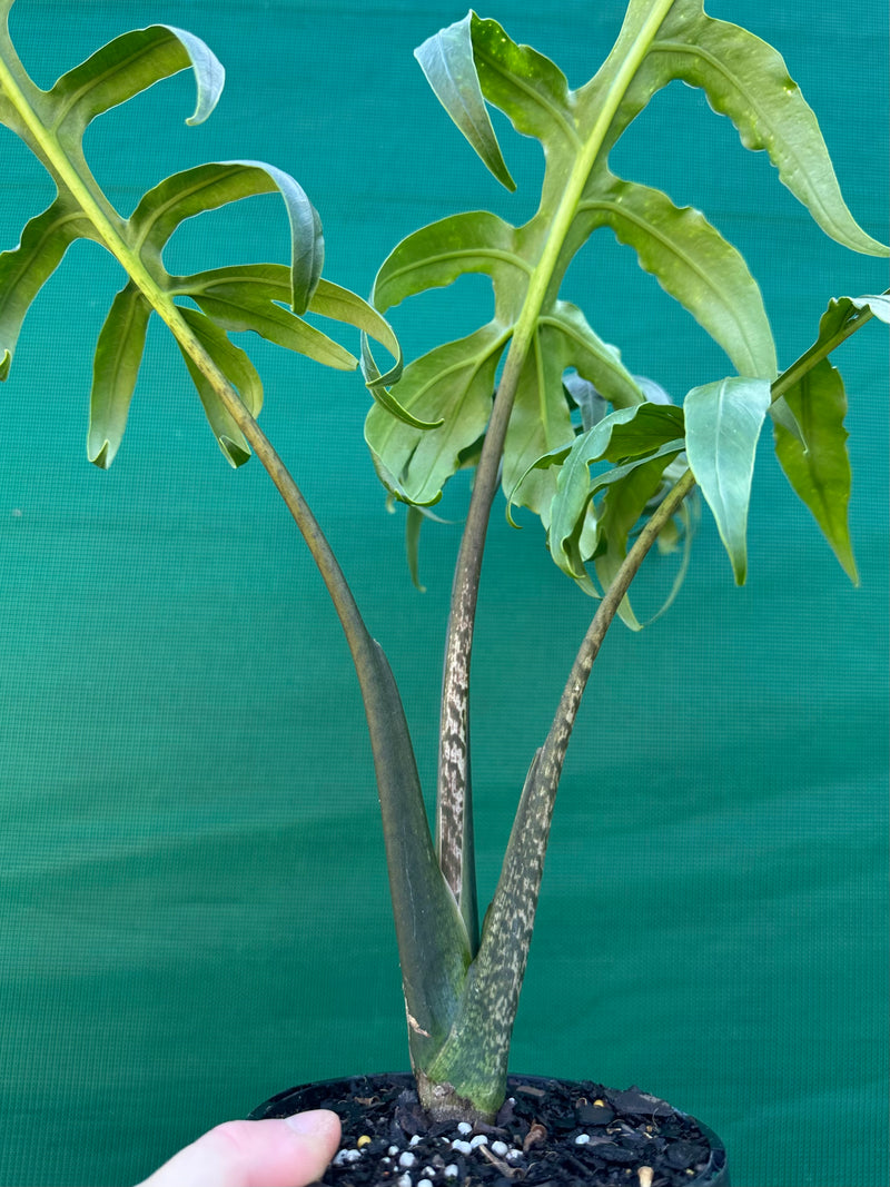 Alocasia brancifolia NEW