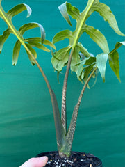 Alocasia brancifolia NEW