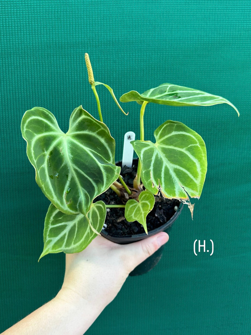 Anthurium crystallinum hybrid NEW