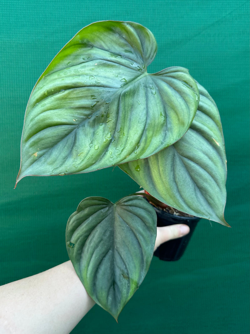Philodendron ‘El Guapo’ NEW