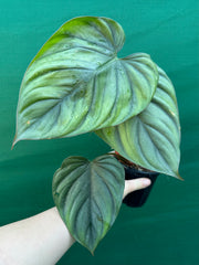 Philodendron ‘El Guapo’ NEW