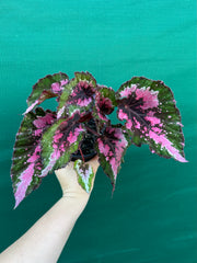Begonia NOID 33