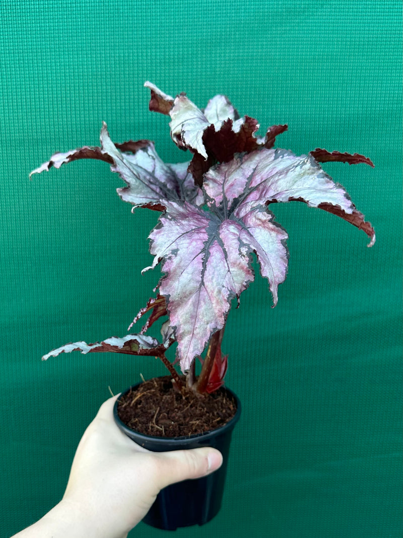 Begonia ‘Serpent’ NEW