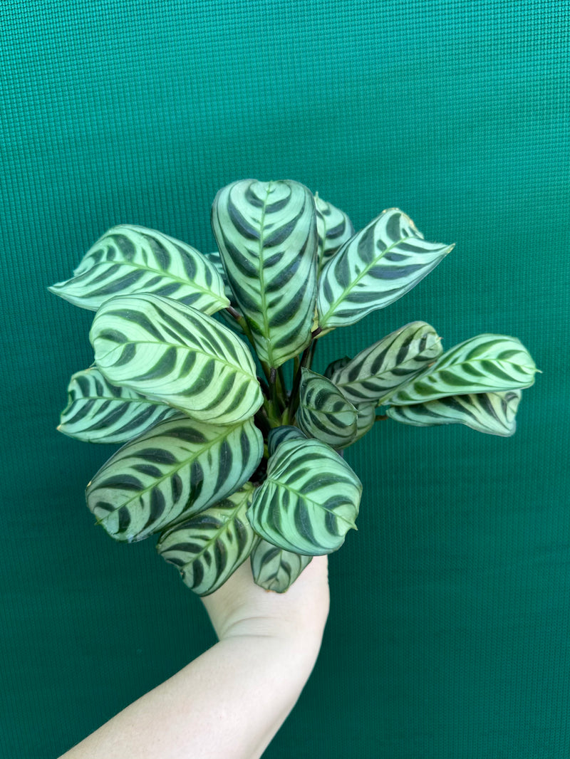 Ctnenanthe ‘Burle-Marxii’