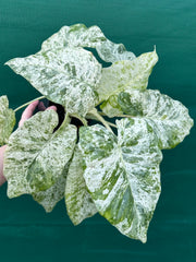Alocasia odora batik ‘Splash’