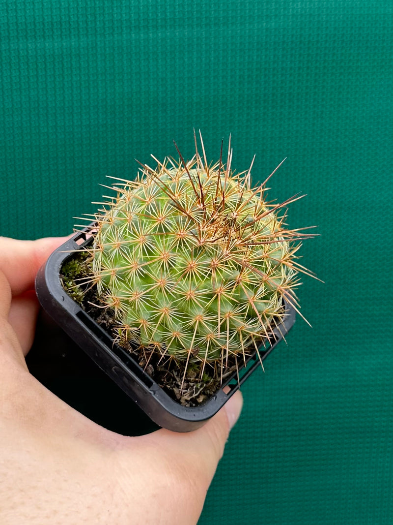 Mammillaria ‘Ginsa Maru’ NEW