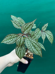 Sonerila maculata NEW