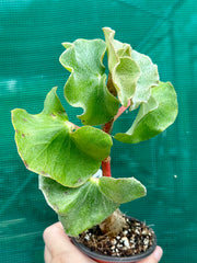 Begonia ‘Venosa’