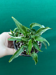 Syngonium 'Ngern Lai Ma' NEW