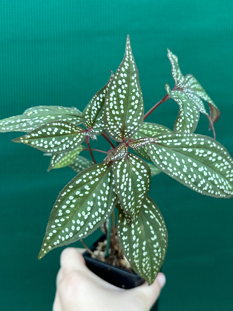 Sonerila maculata NEW