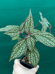 Sonerila maculata NEW